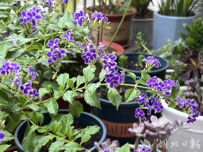 神武3 花呗充值